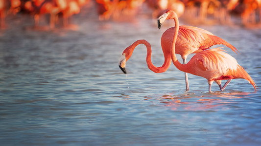 Planet of the Birds (2018)